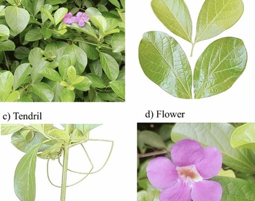 Bignonia magnifica: a comprehensive exploration of its morphology, phytochemistry, pharmacology and therapeutic potential