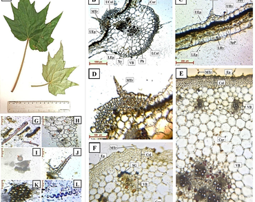 Quality control standardization, nutritional profiling, phytochemical analysis, and investigation into antioxidant and antimicrobial potential of Begonia palmata D. Don. leaves