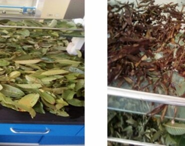 In vitro efficacy of guava plant (Psidium Guajava) leaf and bark ethanol crude extracts against fungal pathogens (Fusarium Oxysporum) associated with tomato (Solanum lycopersicum L.) fruits