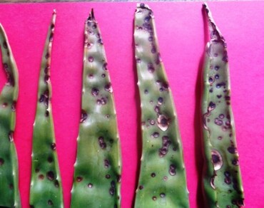 Identification and pathogenicity of mycoflora associated with leaf spot disease of Aloe vera