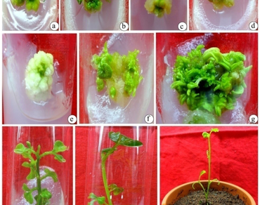 High efficiency callus-mediated regeneration in Corynandra felina: a medicinal plant endemic to peninsular India