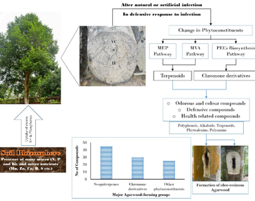 A comparative physico-chemical study of rhizosphere soils of healthy and infected agarwood trees in Tripura, Northeast India