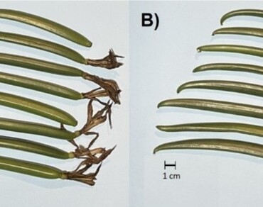 In vitro germination of immature seeds under two lighting spectrums to obtain protocorms in Vanilla planifolia Jacks.