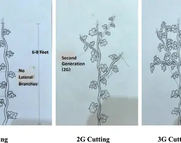 Impact of pinching on cucurbitaceous crops: a review 
