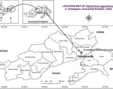 Ophiorrhiza gajureliana (Rubiaceae): a new species from Arunachal Pradesh, India