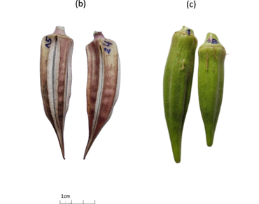 Morphological, fiber and mineral characteristics of two accessions (genotypes) of Okra (Abelmoschus esculentus L. Moench) cultivated in Algeria