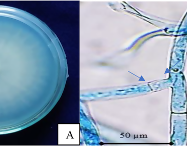 Ceratobasidium as a new endophyte from Bergenia ciliata: its chemical composition, enzymatic activity, and antimicrobial potential