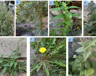 Micronutrient analysis of some wild underutilized plants from the Ladakh region, India and their potential role in addressing nutritional deficiencies