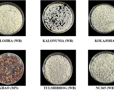 Physico-biochemical properties of black-husked non-basmati aromatic rice landraces of eastern India