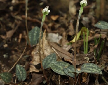 Phytosociology and habitat suitability studies on Endemic jewel Orchid Aenhenrya rotundifolia in Southern Western Ghats, India