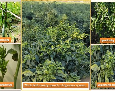 Molecular characterization of chilli leaf curl virus and ‘Candidatus Phytoplasma trifolii’ infecting Capsicum annuum, India