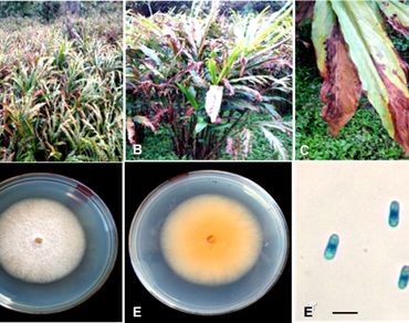 Colletotrichum fructicola: a major pathogen causing leaf blight in large cardamom (Amomum subulatam Roxb.) grown in Sikkim, India
