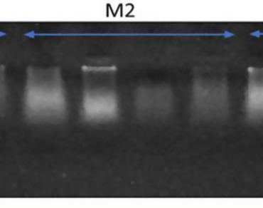 Enhancing conservation and genetic resource management through cross-transferability exploration and optimization of DNA extraction protocol for Buchanania cochinchinensis (Lour.) M. R. Almeida