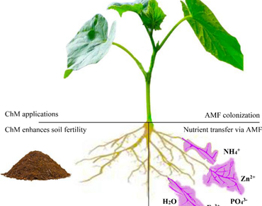 Mycorrhizal fungi and chicken manure: a sustainable strategy for cucumber plant productivity and quality