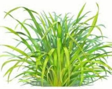 Utilize banana fruit residue to mitigate the adverse effects of saline irrigation water on lemongrass herb planted in sandy soil