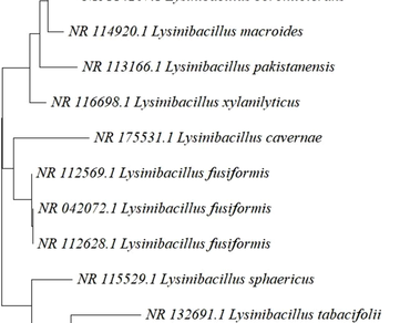 Characterization of phosphate solubilizing rhizobacteria Lysinibacillus boronitolerans PSLR2