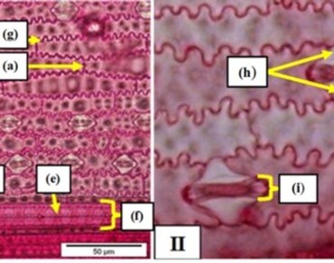 Low variations in anatomical characters of lowland and upland rice from Sarawak, Malaysian Borneo