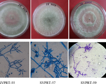 Morpho-molecular characterization of native Trichoderma spp. isolates and their biocontrol efficacy against Fusarium oxysporum