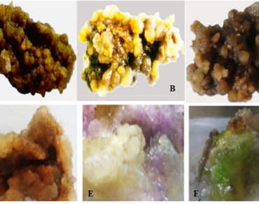 Somatic embryogenesis and plant regeneration of Ethiopian potato Coleus maculosus subsp. edulis (Vatke) A.J. Paton (Syn. Plectranthus edulis) genotypes