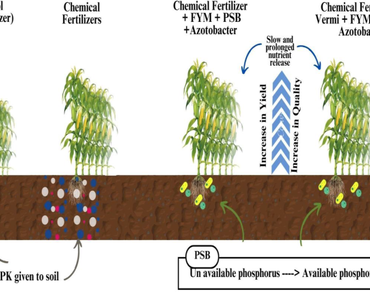 Effect of integrated use of organic and inorganic sources of nutrients and different plant spacing on yield and quality of baby corn (Zea mays L.)