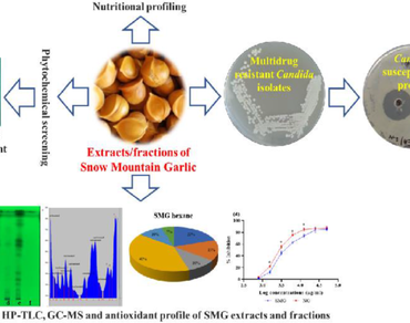 A comparative nutritional and phytochemical profile along with in-vitro anti-fungal and anti-oxidant activities of snow mountain garlic with normal garlic