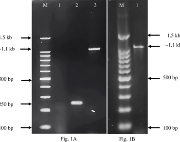 First report and molecular characterisation of banana bunchy top virus infecting Musa × Paradisiaca Cv. Chiniya from West Bengal, India