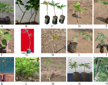 Exploring new frontiers in multiplication of underutilized dryland fruits: a review of recent developments 