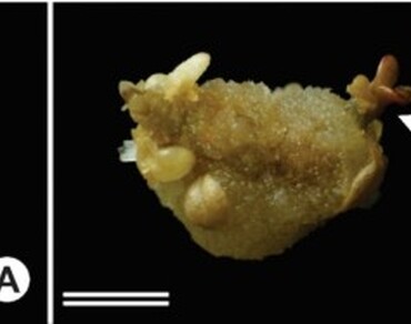 Cryopreservation and photomixotrophic cultivation of Pfaffia glomerata (Spreng.) pedersen genotypes enable the conservation of a valuable medicinal resource