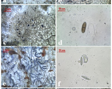 New additional records of lichenized fungi from India