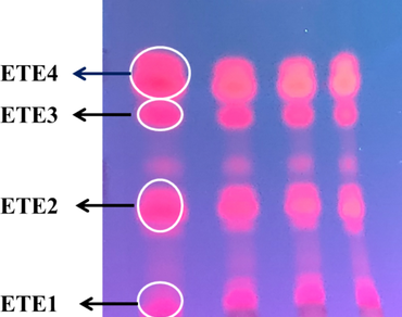 Phytochemical composition, antibacterial activity, and metabolomic analysis of Rubus elipticus Sm. leaf extracts