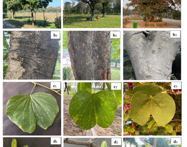 Comparative palyno-taxonomic studies of three Bauhinia species through scanning electron microscope