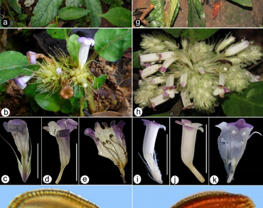 Anatomy and palynology of two species of Staurogyne (Acanthaceae) from Assam, India