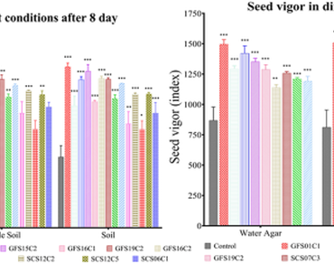 To study the effect of salt tolerant plant growth promoting bacterial consortium on growth of maize (Zea mays L). under the salt stress condition