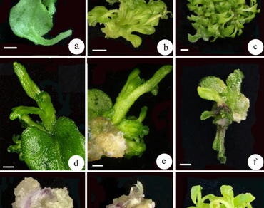 Reduced hyperhydricity and enhanced adventitious shoot induction, proliferation, and regeneration of Gynura divaricata (L.) DC.