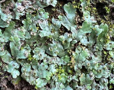 Phytochemical analysis and antioxidant activity of Marchantia paleacea Bertol.