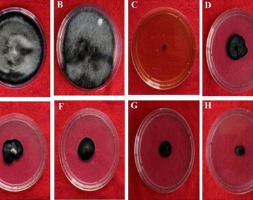 Antifungal activity of Plantago ovata mediated biosynthesized silver nanoparticles and preliminary analysis of phytotoxicity impact on maize seedling growth