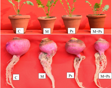 Individual and interactive effects of ZnO NPs / MnO2 NPs and Pseudomonas putida on the bacterial leaf spot disease complex of turnip