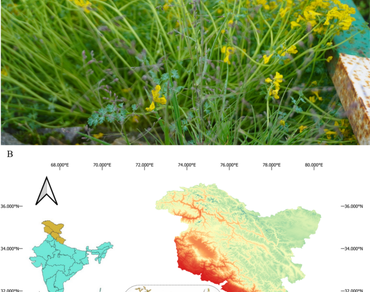 Poa nitidespiculata (Poaceae) from North-West Himalaya: new insights into their distribution