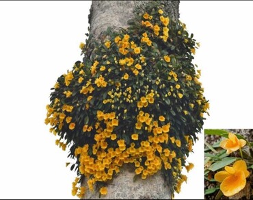 Chemical composition, antioxidant potential and GC–MS analysis of methanolic extracts of leaves and stems of Dendrobium jenkinsii Wall. ex Lindl.: a lesser known medicinal orchid from Northeast India