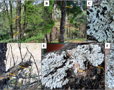 Characterization and in silico anti-melanogenic potentials of mycosporine-like amino acids of epiphytic lichen isolated from central Nepal