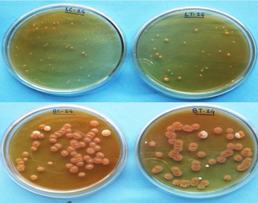 Studies on stability of extracellular red Monascus pigments and impact on viability of probiotic bacteria
