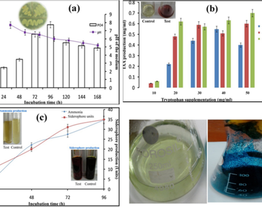 Bacillus wiedmanni SAB10, a hidden hero as plant probiotics: assessment of its potential on the growth of Amaranthus viridis