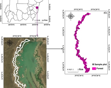 Dynamics of land use land cover and tree vegetation structure in Acacia nilotica riverine forests in Sudan