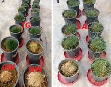 RD29A-IPT expression enhances drought tolerance in transgenic perennial ryegrass