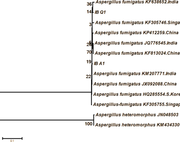 Elucidation of optimum culture conditions for cellulase production by thero-tolerant Aspergillus fumigatus isolated from heap of cassava peels