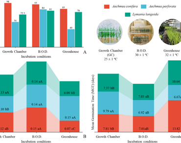 Propagation of seedlings from three endemic Bromeliaceae species to reintroduction in to natural areas
