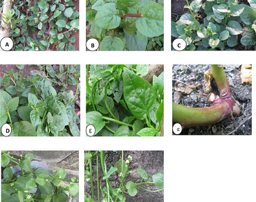 Proximate, vitamin and anti-nutritional properties of four forms of the genus Basella (Basellaceae) in South-western, Nigeria
