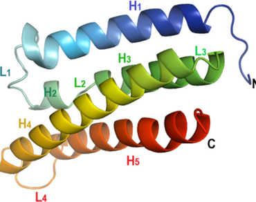 Structural elucidation of Cocculus hirsutus trypsin inhibitor and insights into its mechanism of action