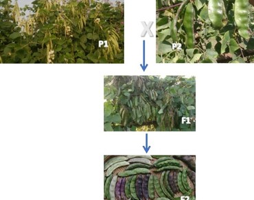 Combining ability and heterosis of yield related traits in lablab bean