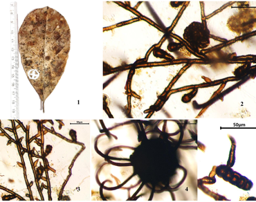 Three new species of Meliolaceous microfungi from Ratnagiri, Maharashtra